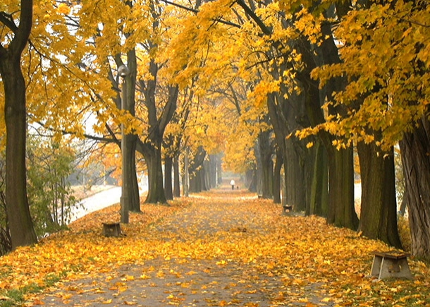 Dziś pierwszy dzień jesieni! Zobaczcie Kraków we mgle i złocie 